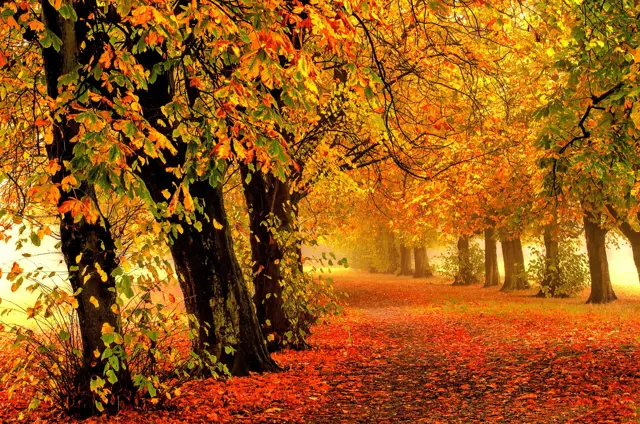 Autumn