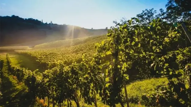 Toplak Vinograd 2