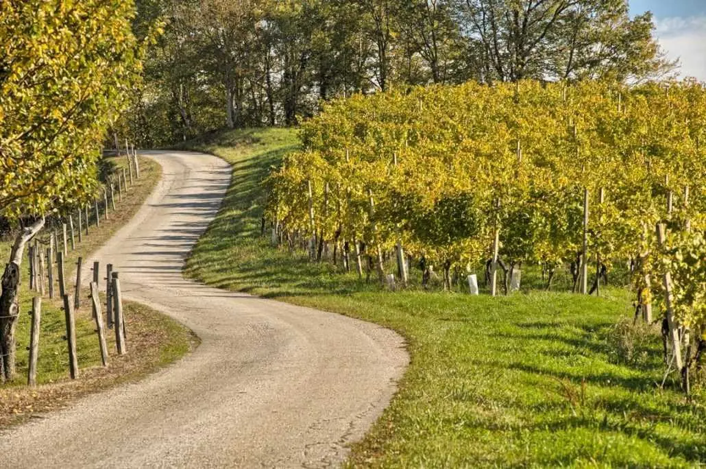 Vinogradi