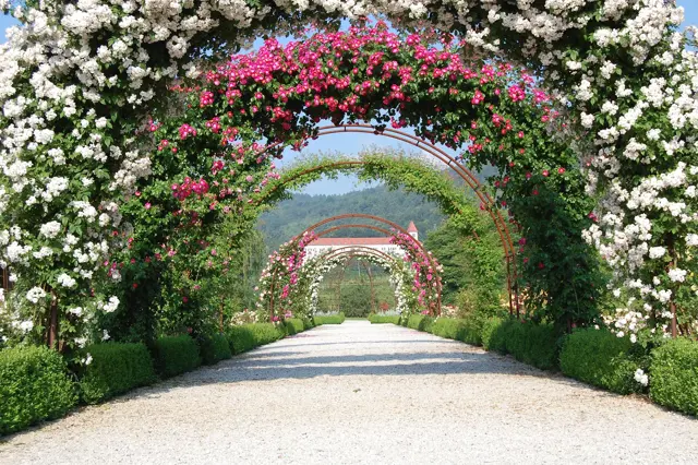 Botanicni Vrt Um Pivola Maribor Pohorje Slovenija Slovenia Meta Pivec Arhiv Botanicni Vrt Univerze V Mariboru Pivola