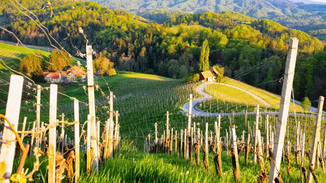 Tri vinske ceste iz Maribora: katera je prava za vas?