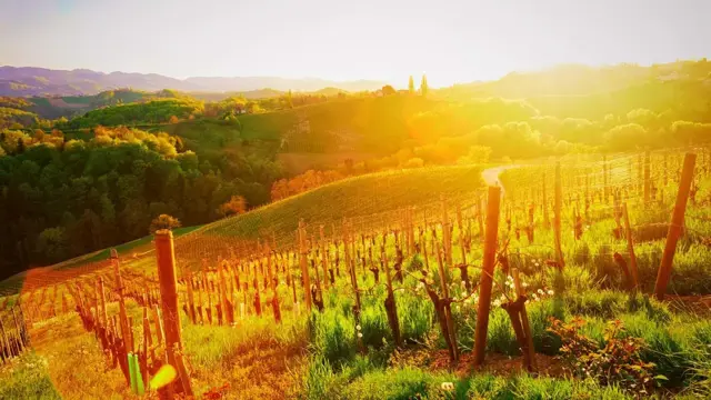 Vinska Cesta Soncni Zahod Svecina Maribor Pohorje Slovenija Slovenia Shutterstock Roman Babakin