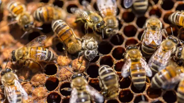 Bees