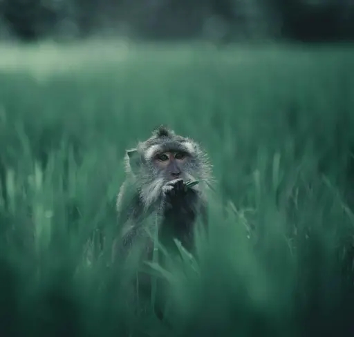 Monkey