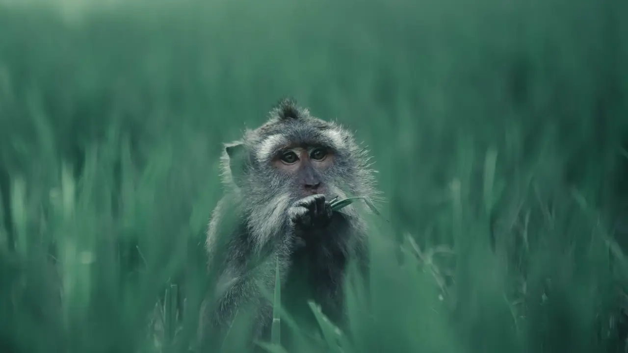 Monkey